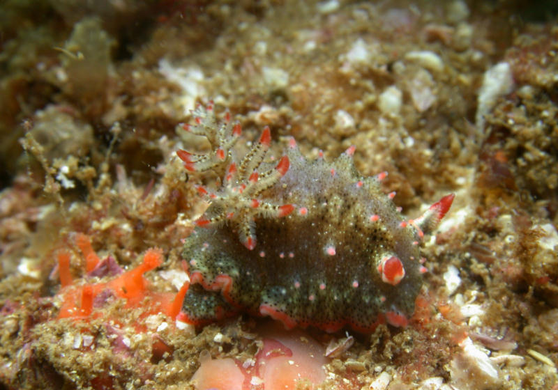 Glossodoris dalli